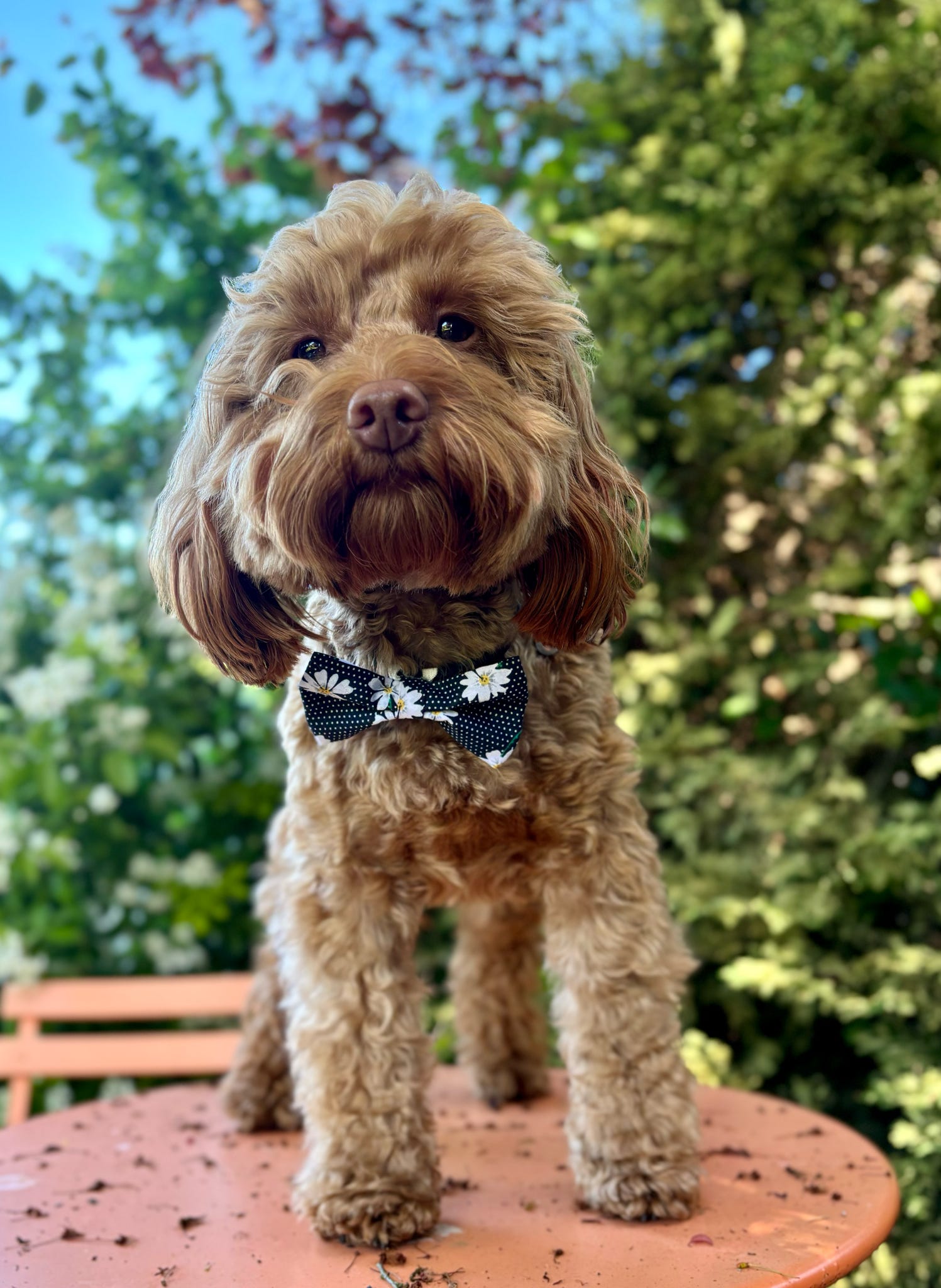 Mono Mood: Daisy Bow Tie