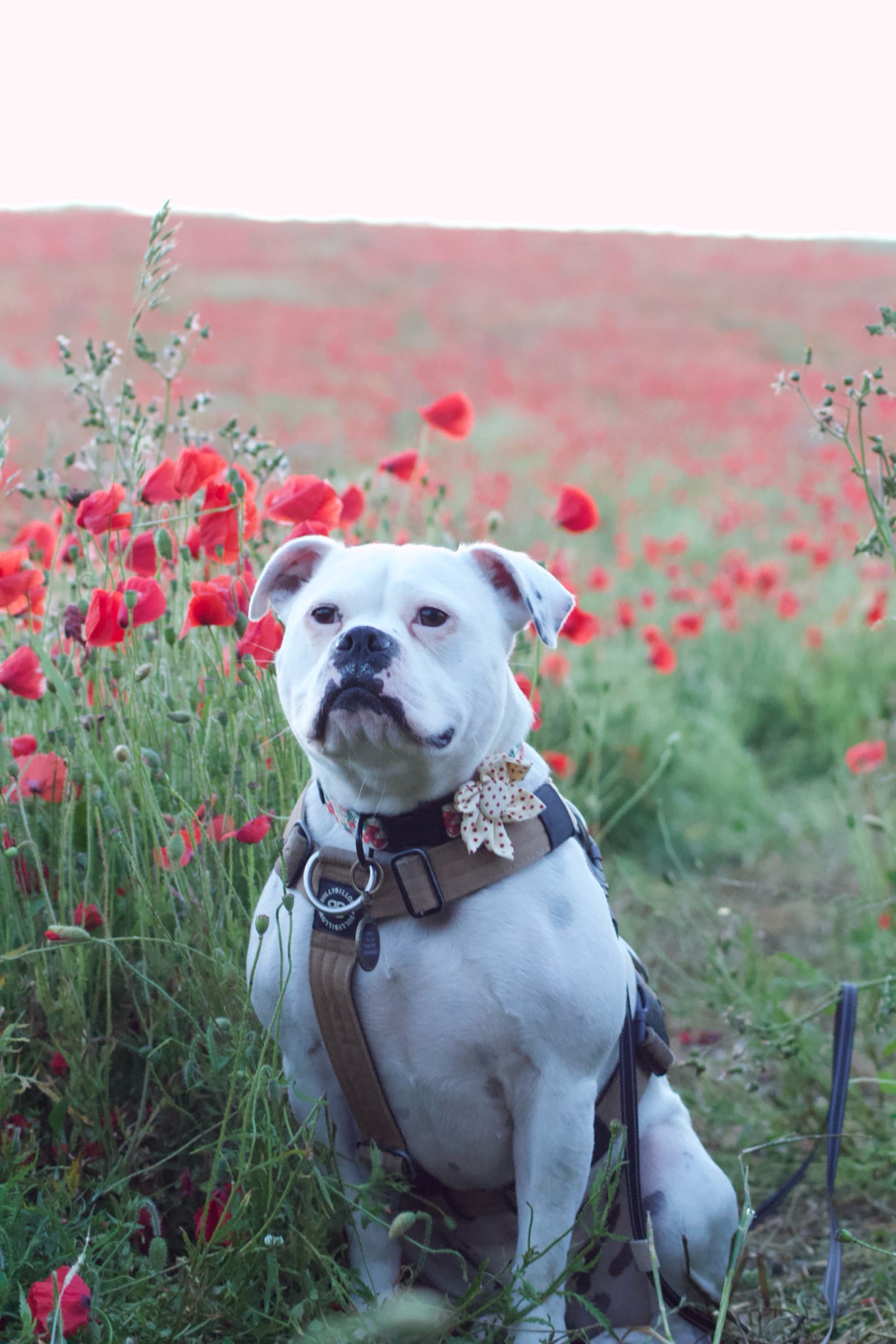 Cherry Picked Collar Flower