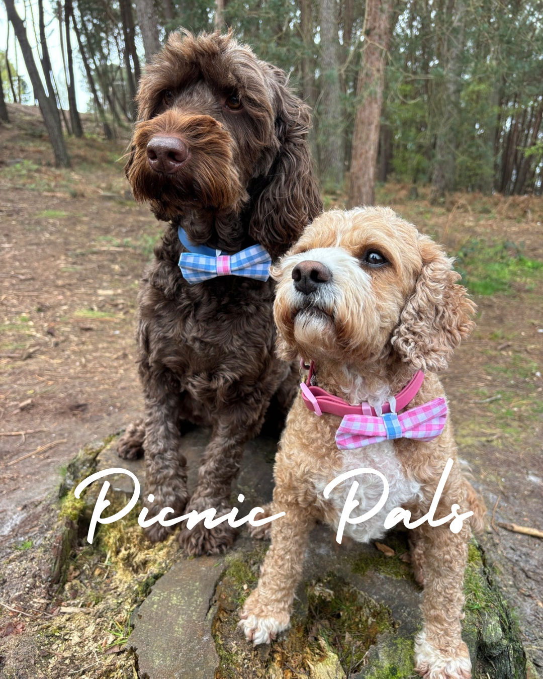 Picnic Pals Gingham Collection