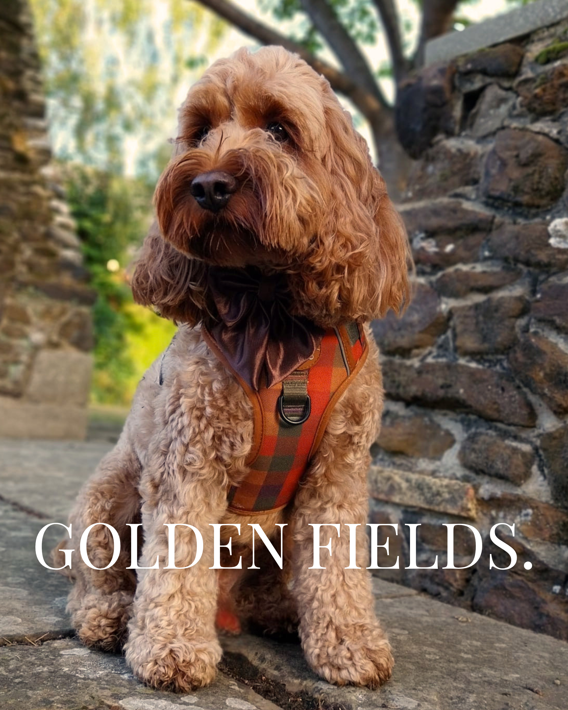 Golden Fields