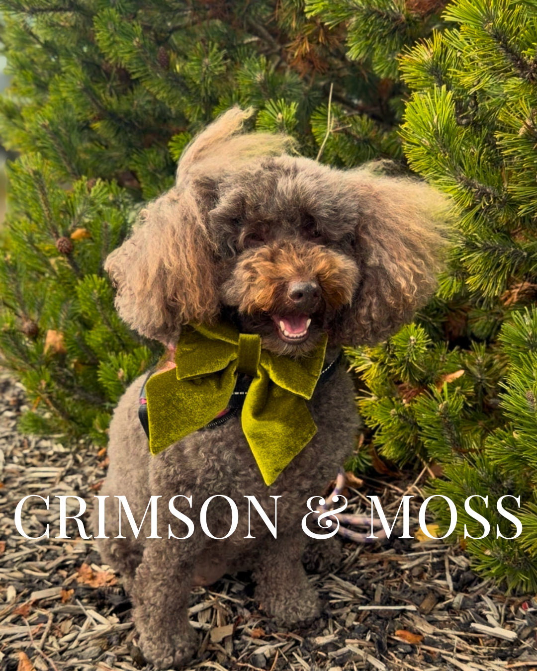 Crimson & Moss