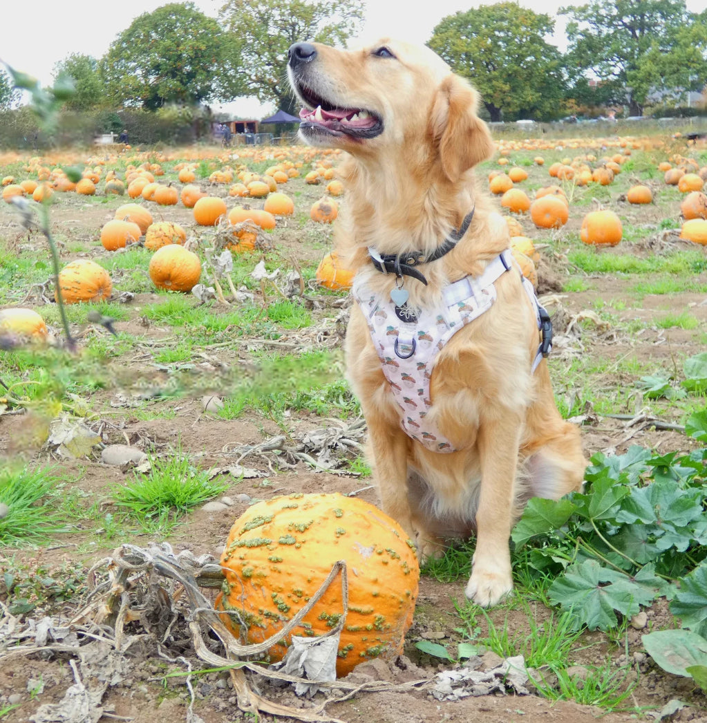 Nutty, by Nature! - Ready To Roam Harness