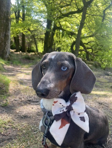 Cow Print Sailor Bow