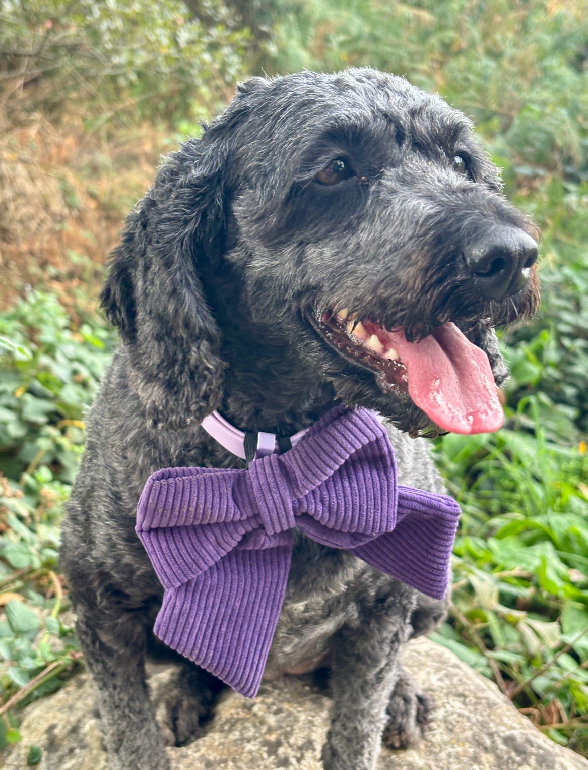 Cord & Co. - Purple Sailor Bow