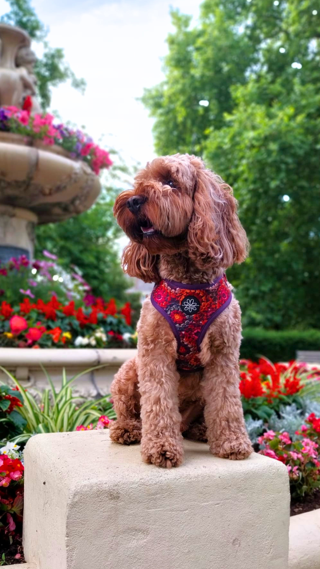 Pawberry Patch - Adjustable Harness