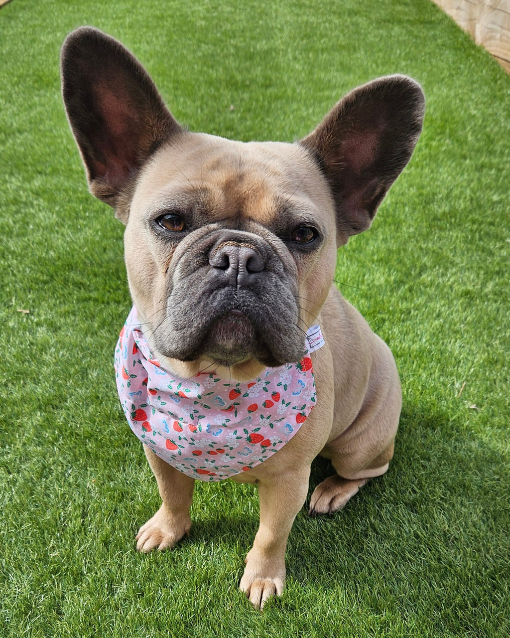Sunshine & Sniffs Strawberry Bandana