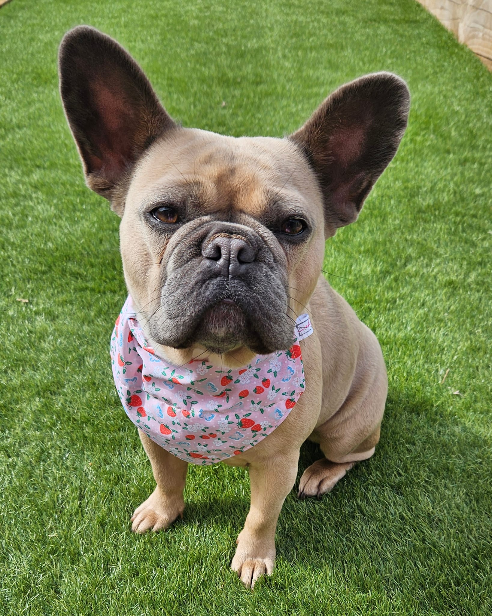 Sunshine & Sniffs Strawberry Bandana