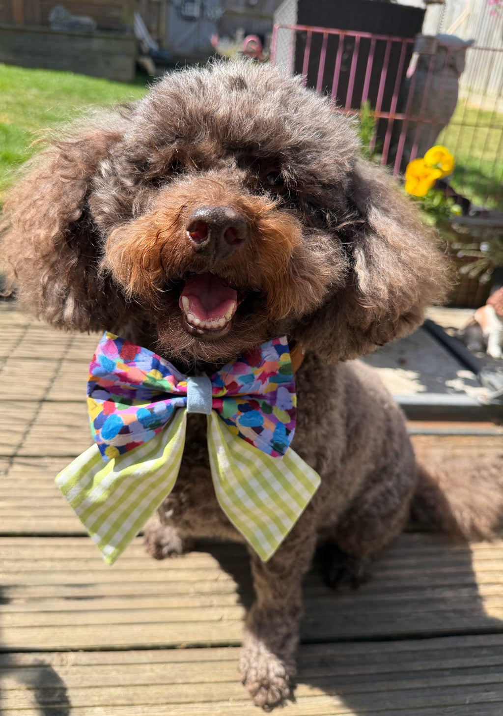 Sugar Rush Dog Sailor Bow
