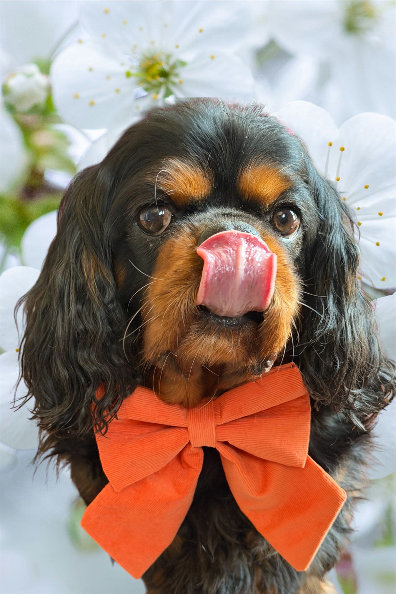 Everyday Corduroy Sailor Bow - Tangerine Pop