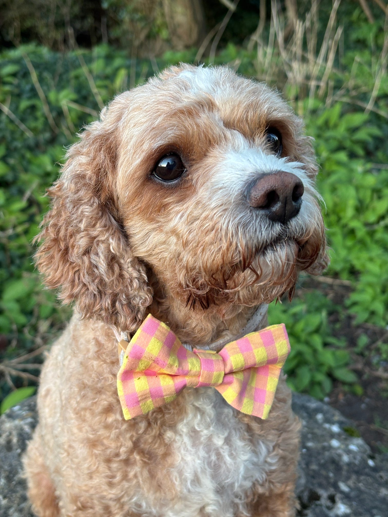 Picnic Pals - Peach Gingham Bow Tie