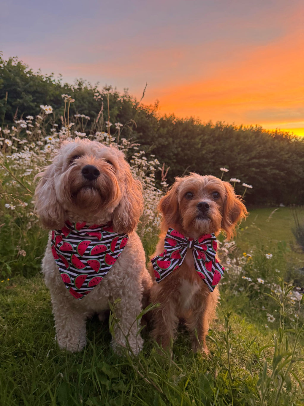 Sunshine & Sniffs: Slice of Summer Bandana