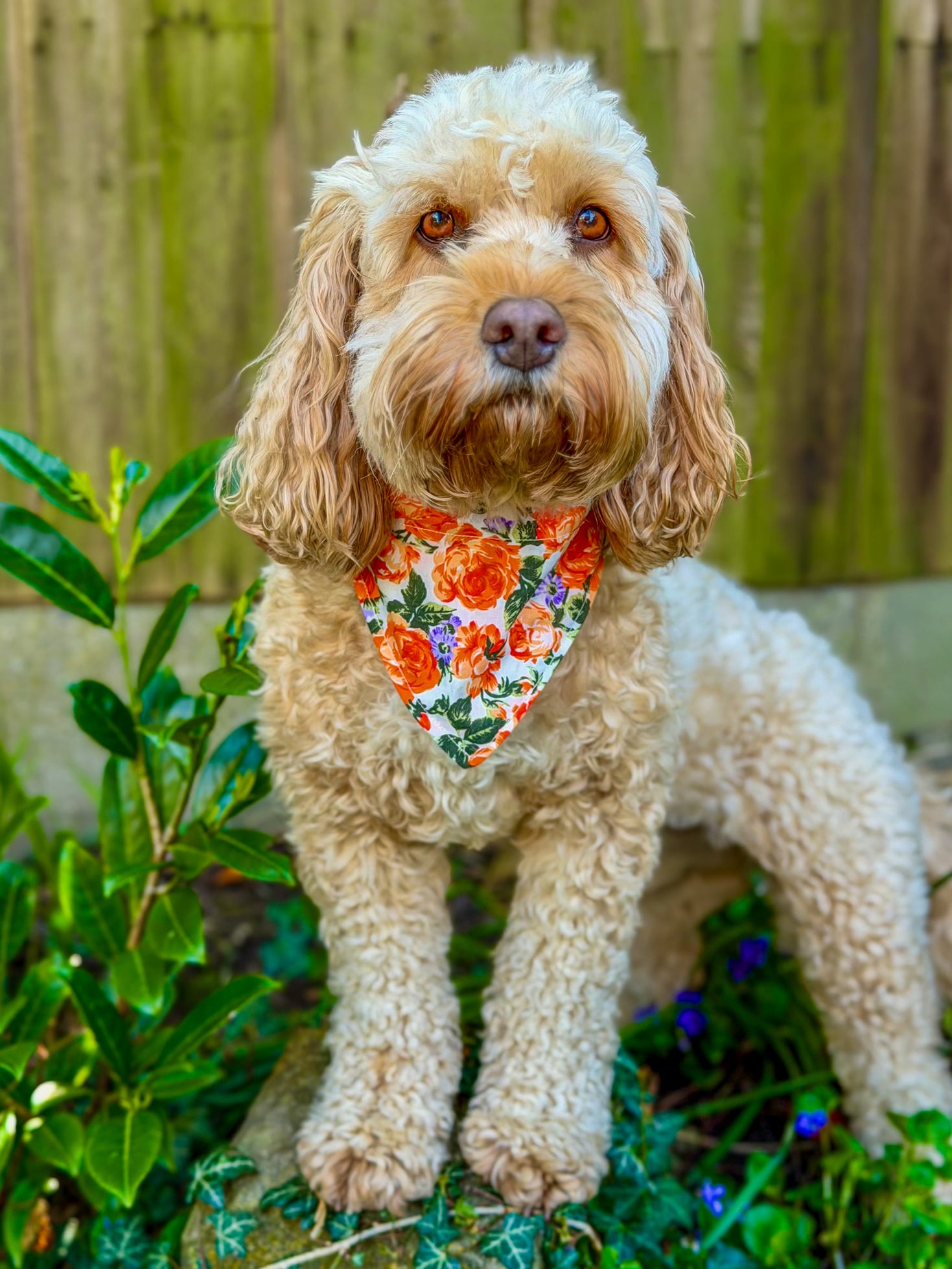 Vintage Rose Bandana