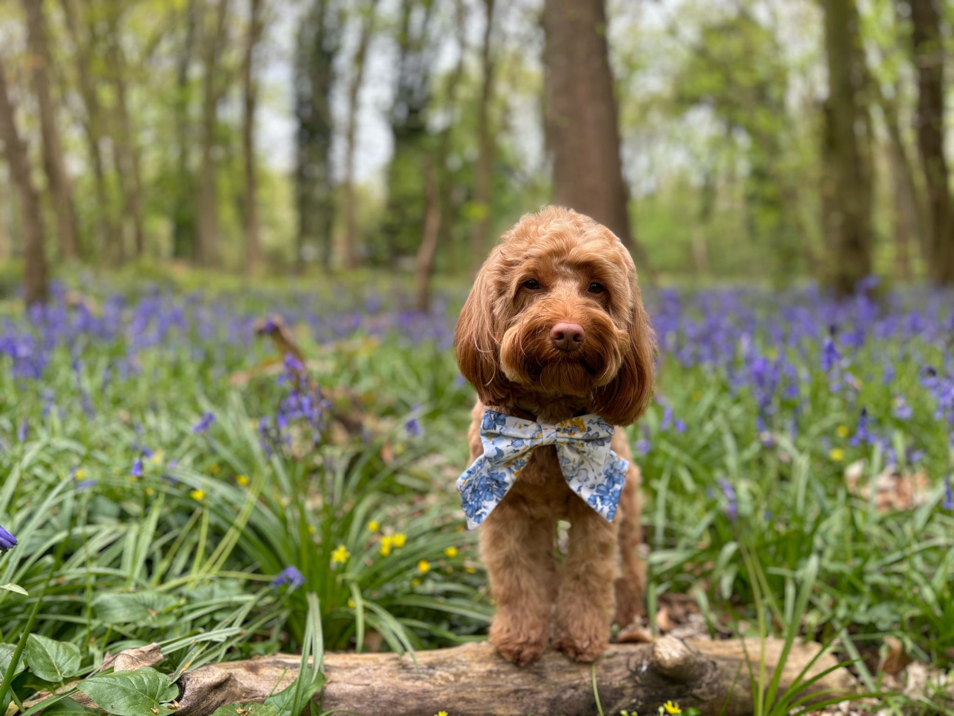 Fur-tastic Floral: Spring Bloom Sailor Bow