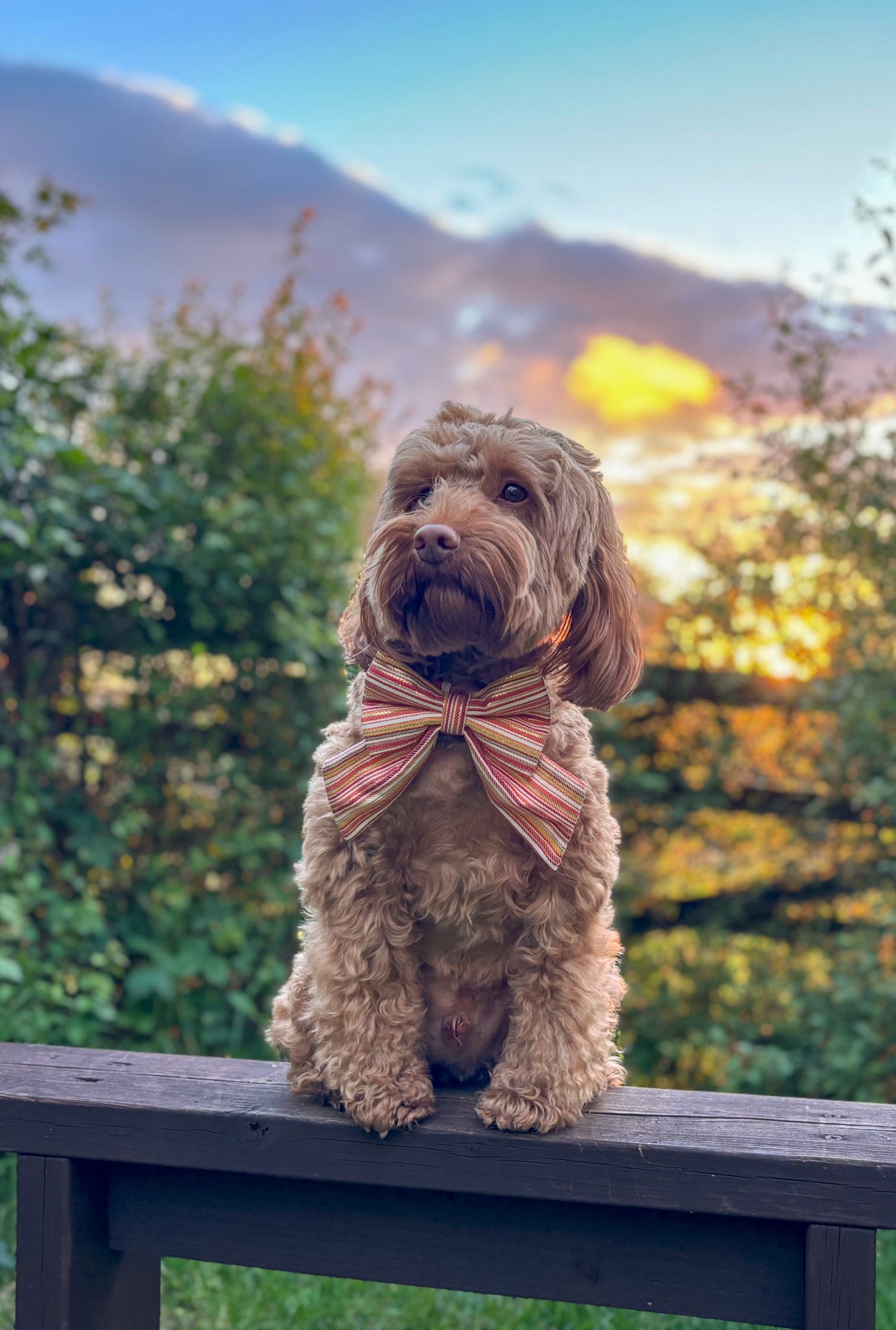 Sunset Stripe Dog Sailor Bow