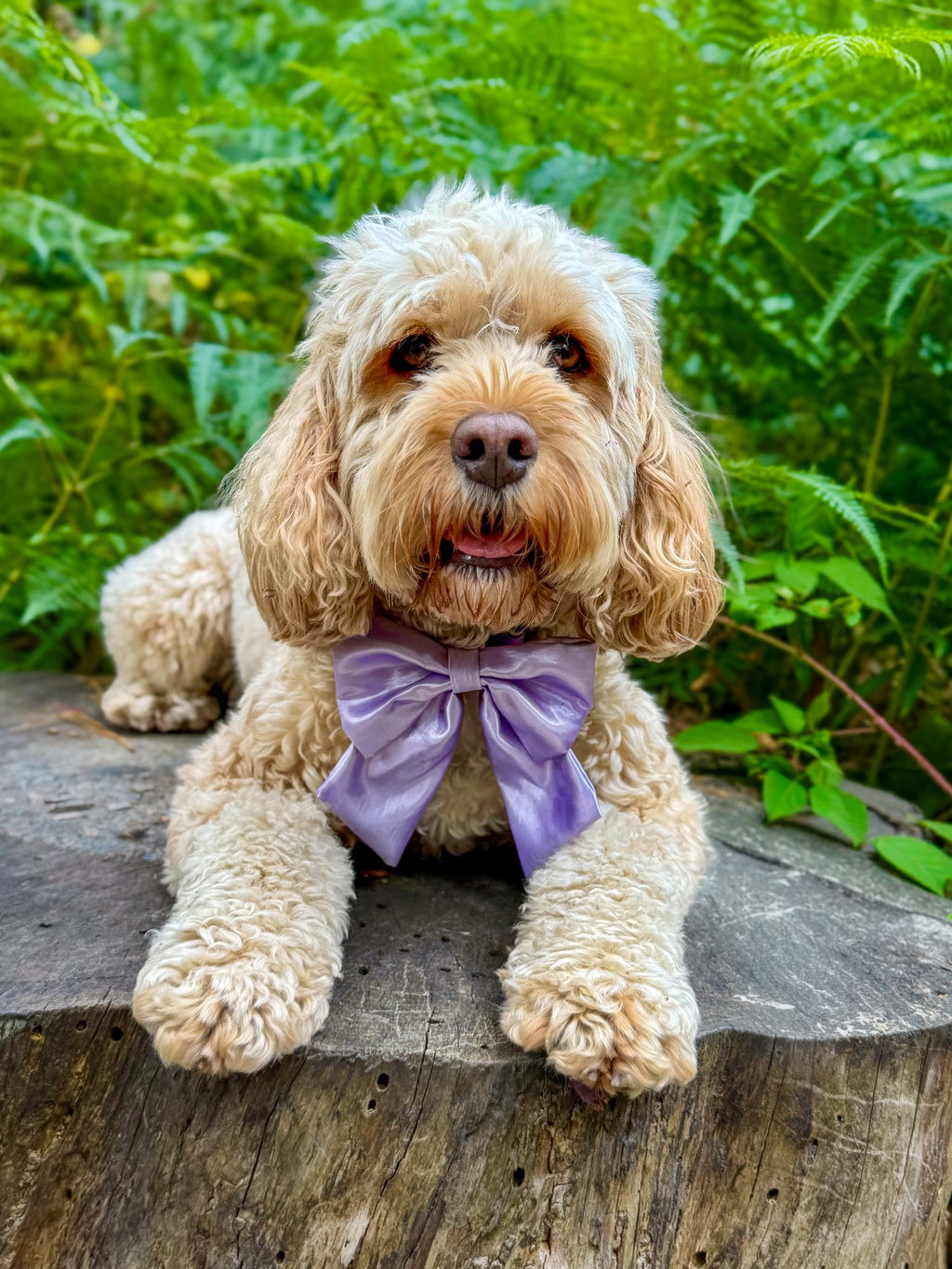 Social Season - Lilac Satin Sailor Bow