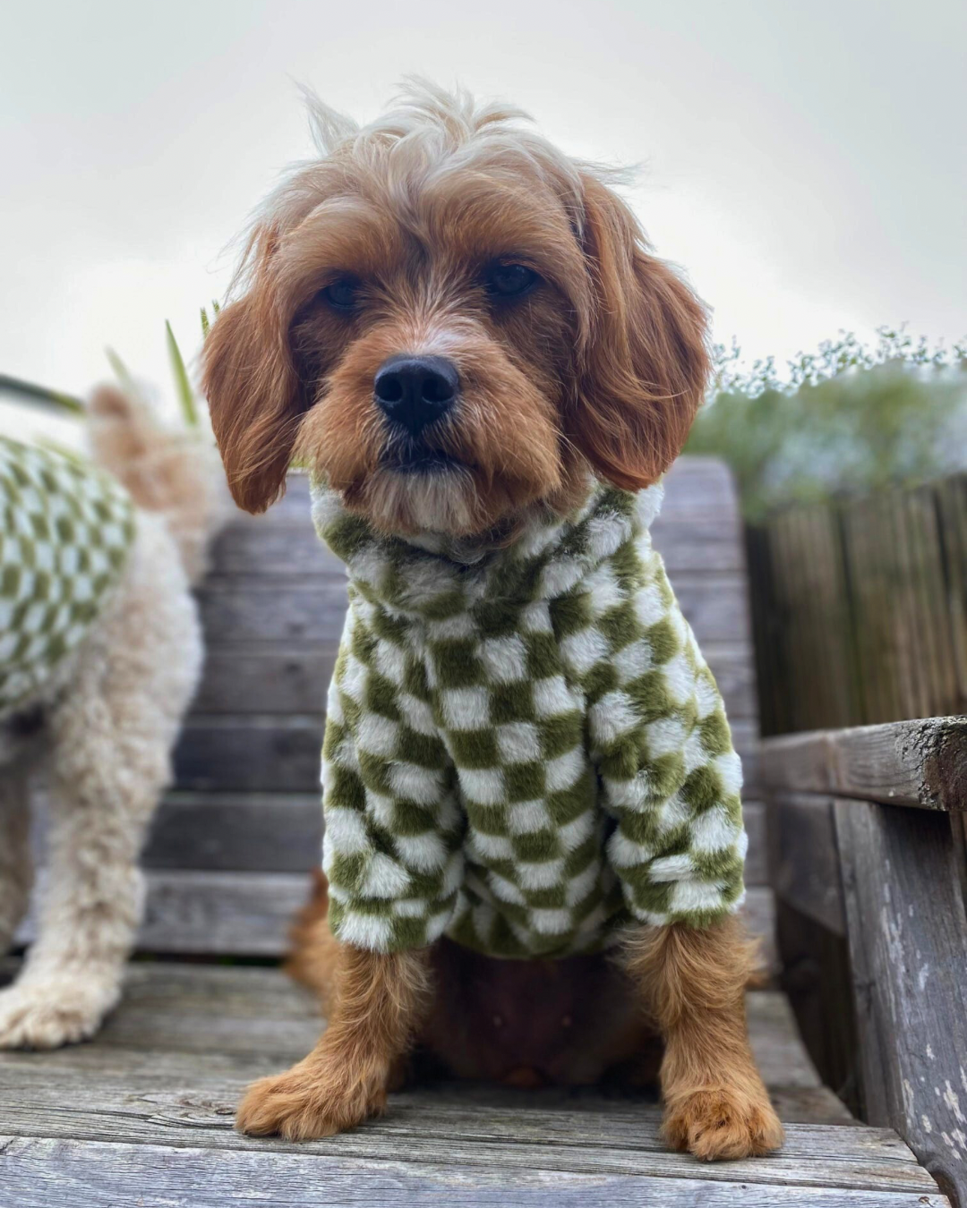 Cosy, Cute & Checkered Hoodie