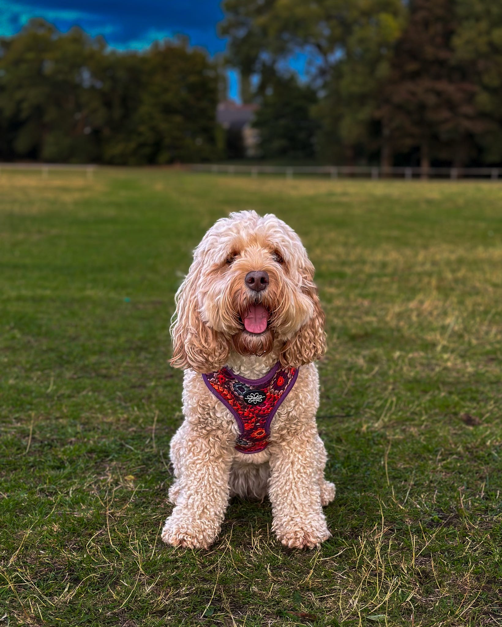 Pawberry Patch - Adjustable Harness