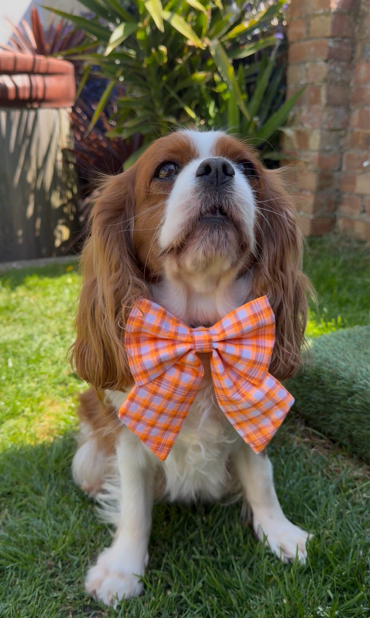 Orange Gingham Dog Sailor Bow