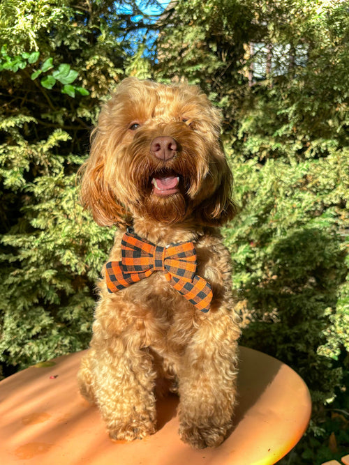 *RESTOCK COMING SOON* Heritage Hound Sailor Bow - Orange Check