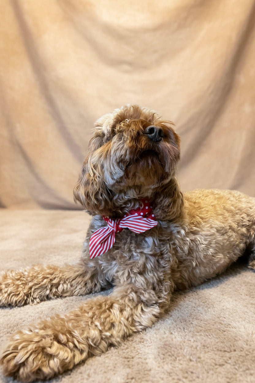 Cherry Pop Reversible Dog Neckerchief