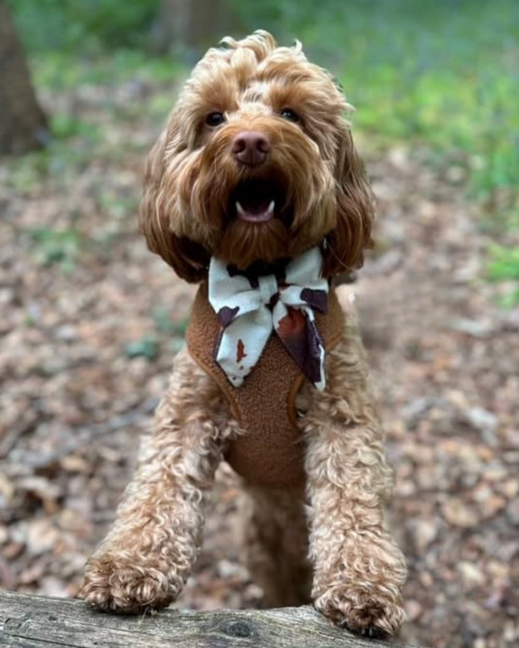 Cow Print Sailor Bow