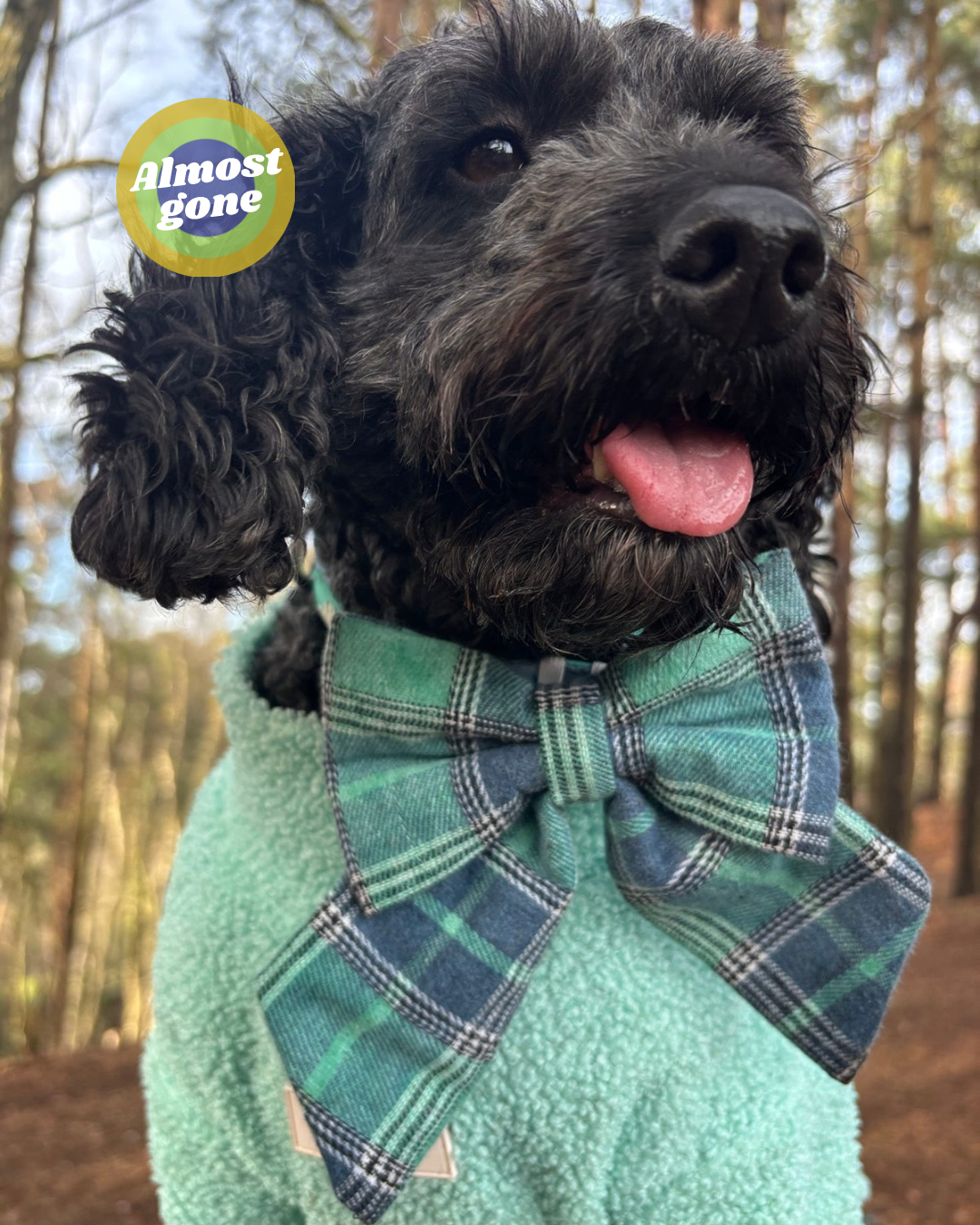 Heritage Hound - Sage & Slate Plaid Sailor Bow