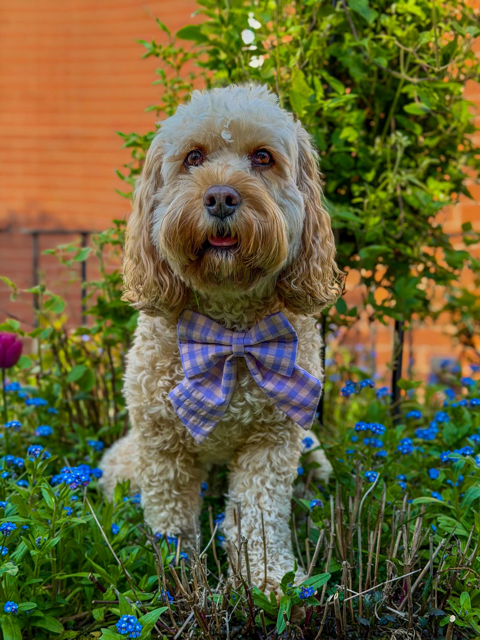 Picnic Pals - Lilac Blush Sailor Bow