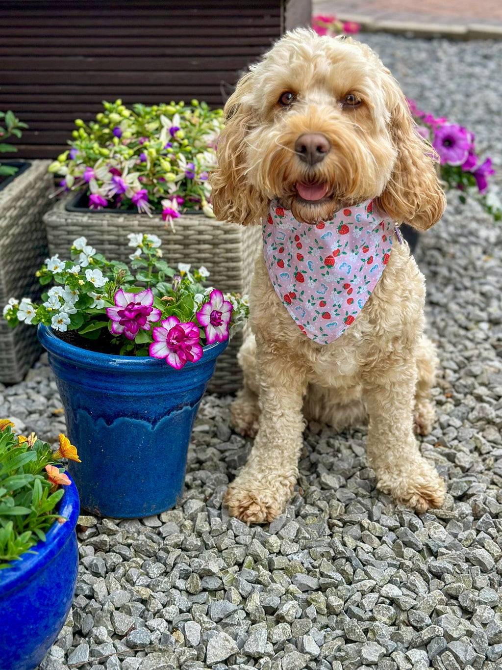 Sunshine & Sniffs Strawberry Bandana