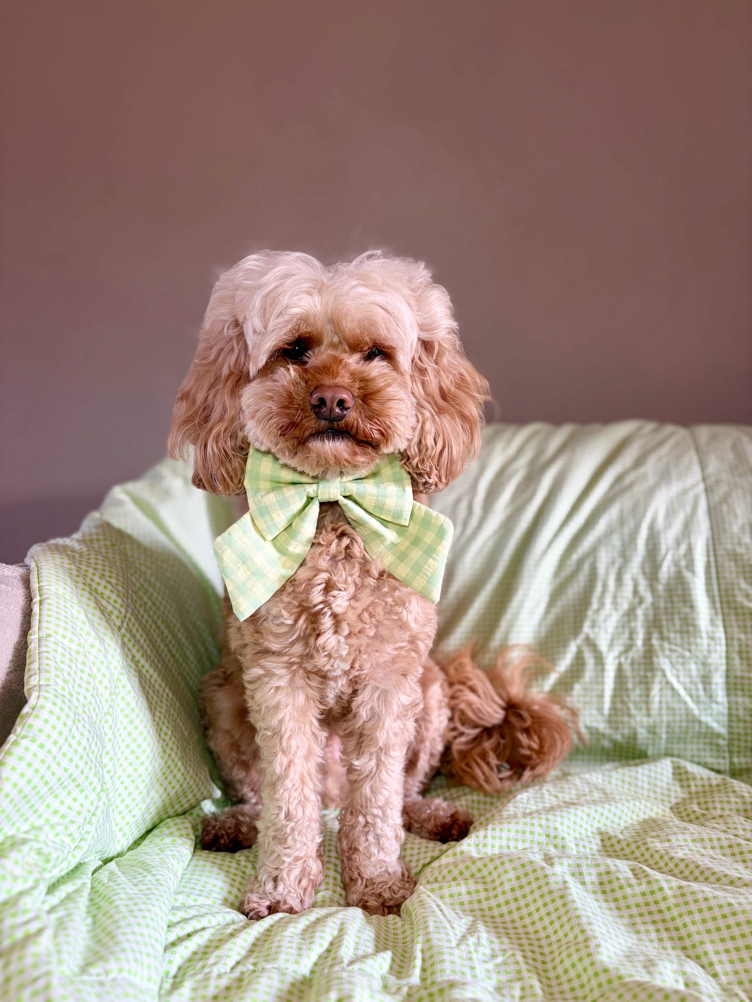 Picnic Pals - Sage Gingham Sailor Bow