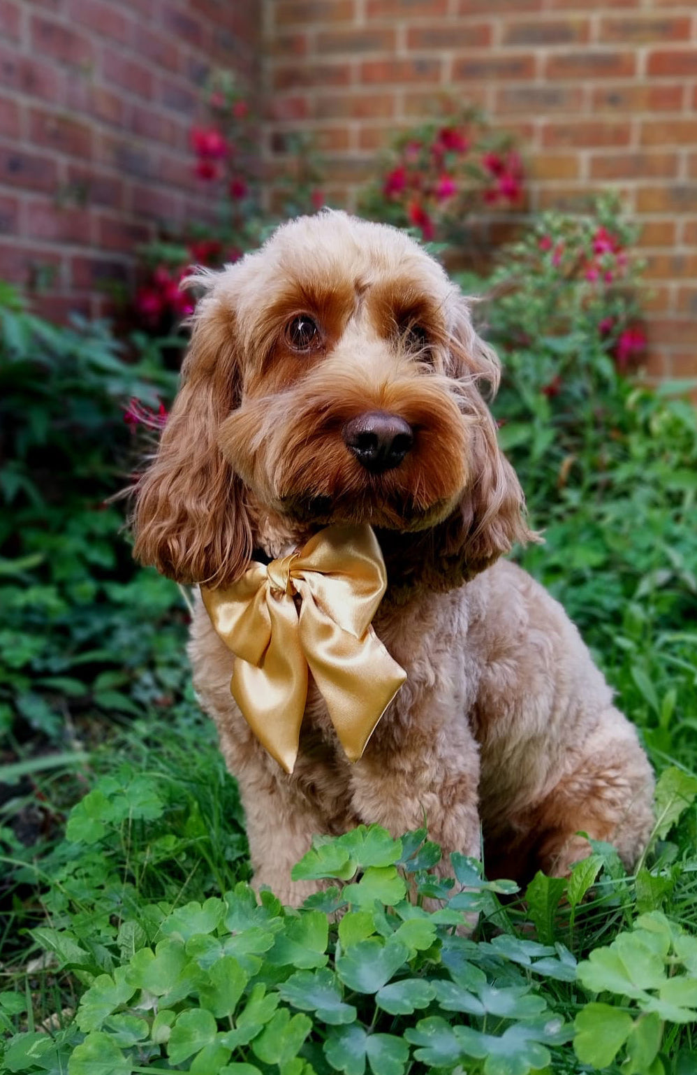 Social Season - Gold Satin Sailor Bow
