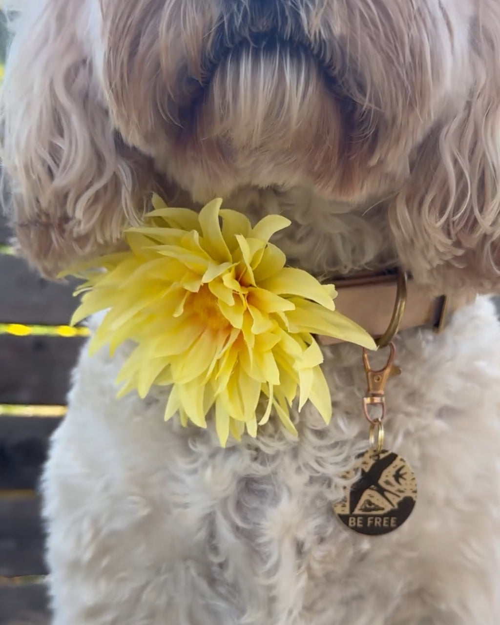 Born to Be Wild - Collar Flower Yellow - (Limited Edition)