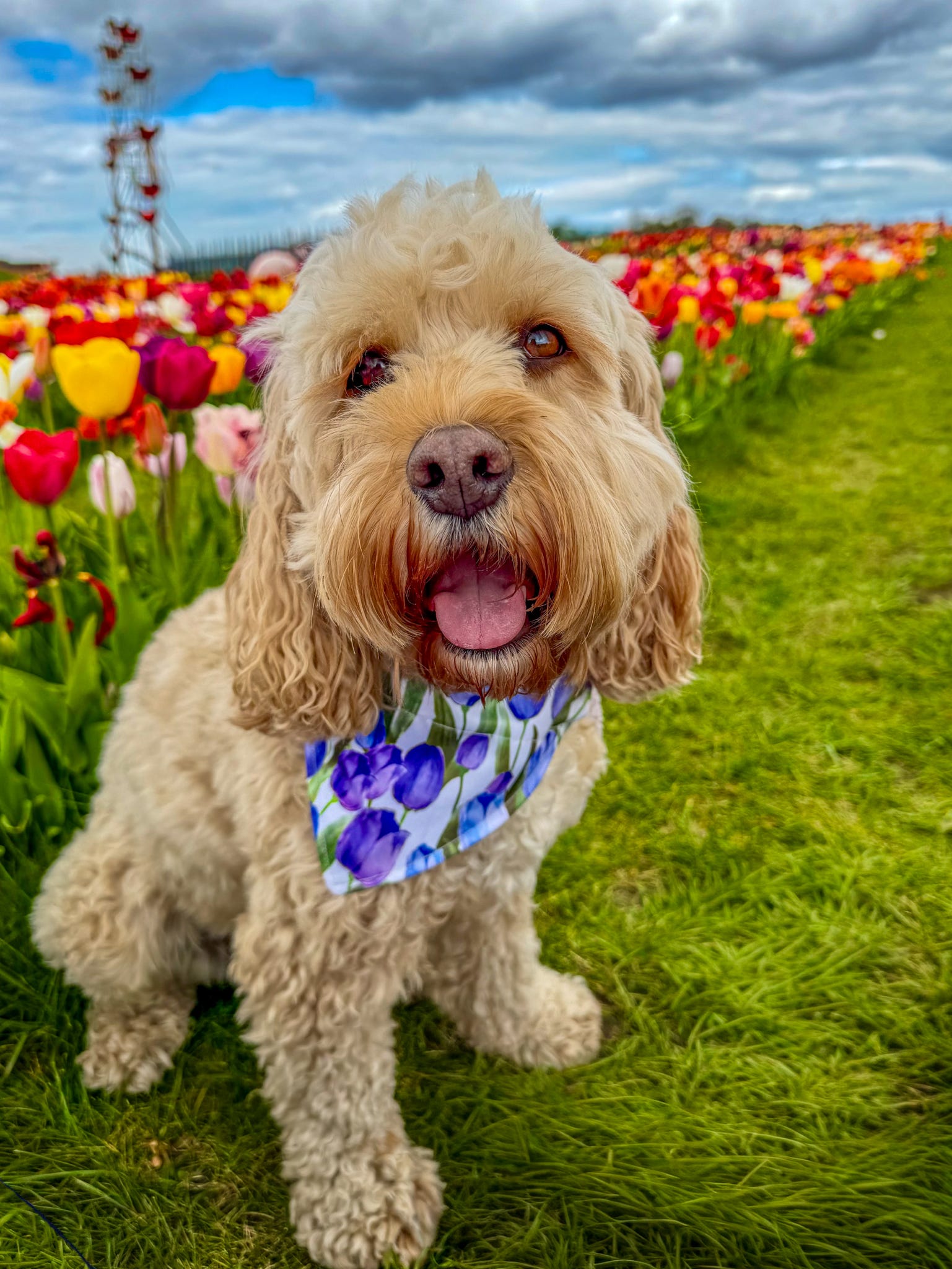 Violet Tulip Bloom Bandana