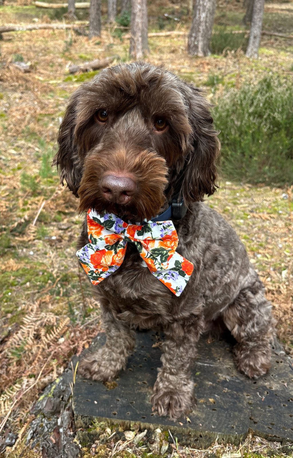 Vintage Rose Sailor Bow - Orange