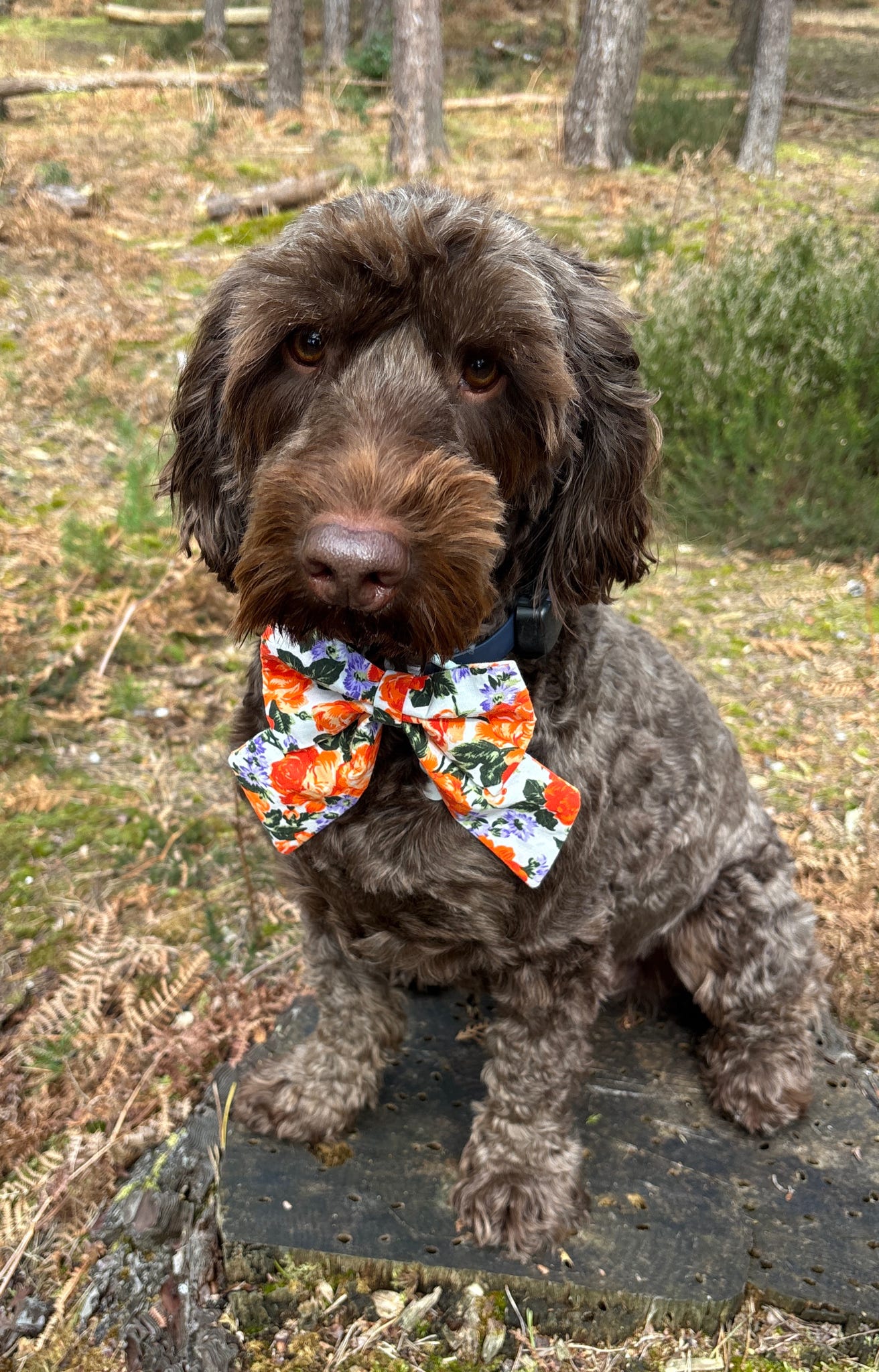 Vintage Rose Sailor Bow - Orange