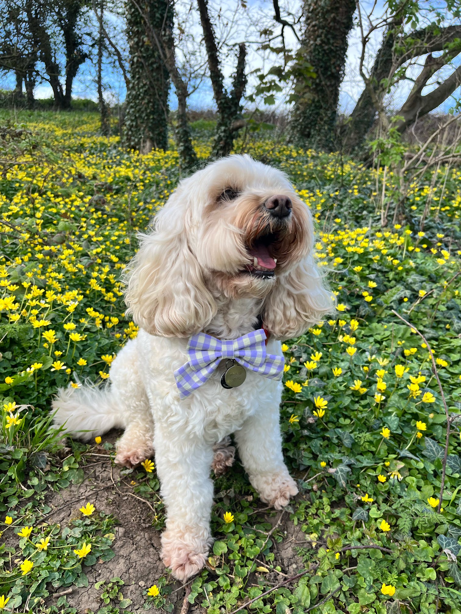 Picnic Pals - Lavender & Lemon Sailor Bow