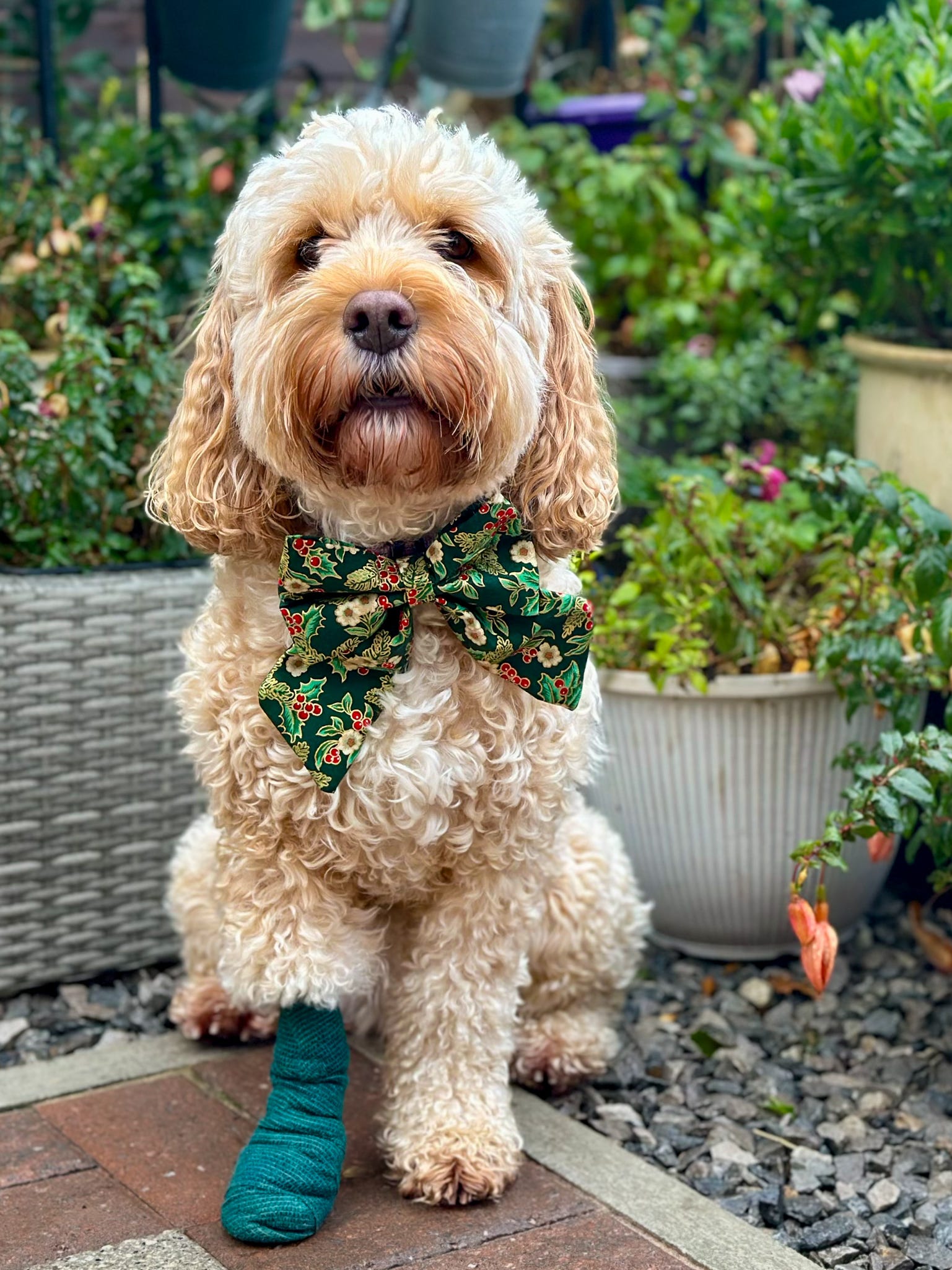 Tidings & Tartan - Oh, Holly Days Sailor Bow