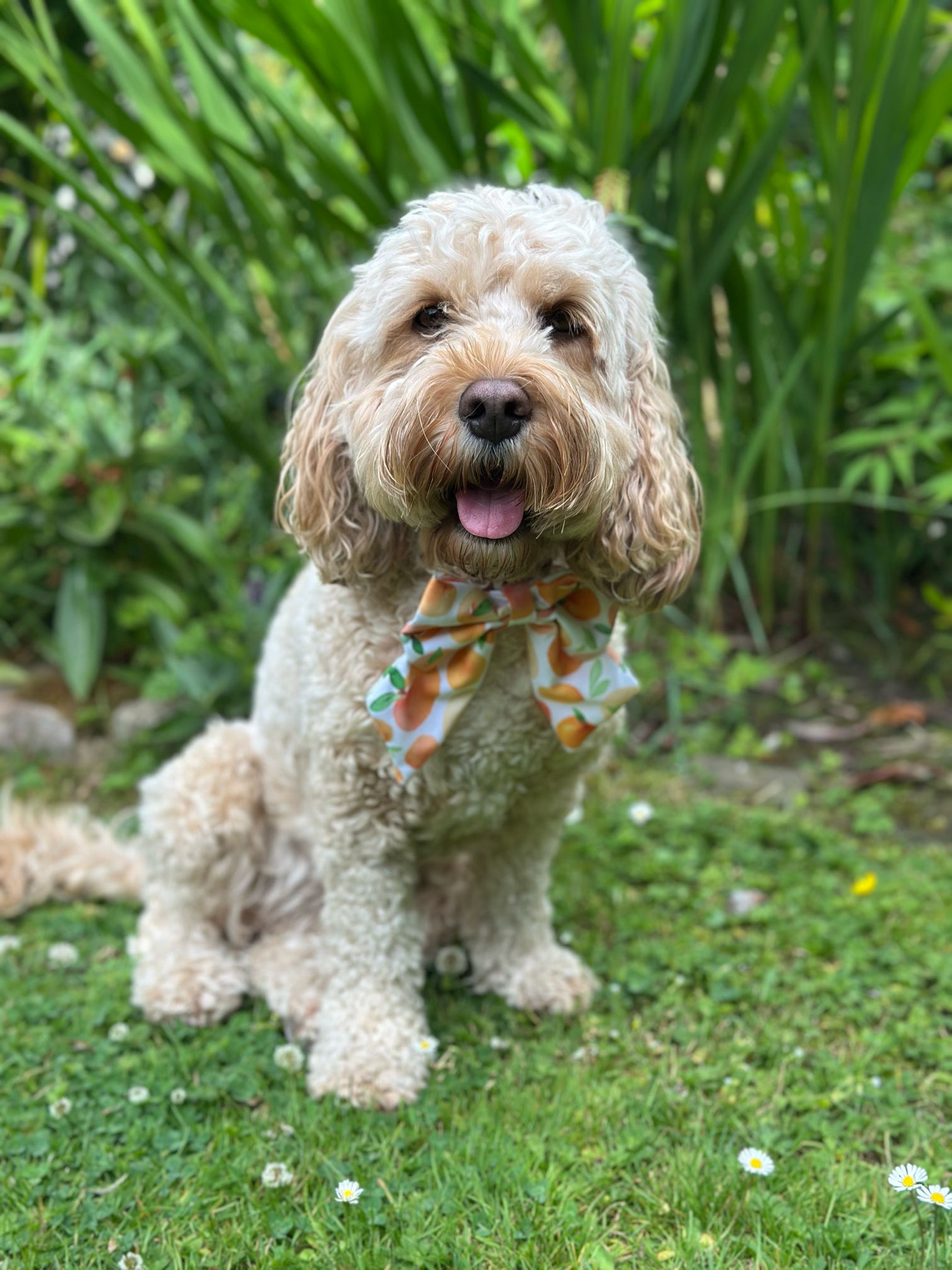 Sunshine & Sniffs: Peach Picnic Sailor Bow