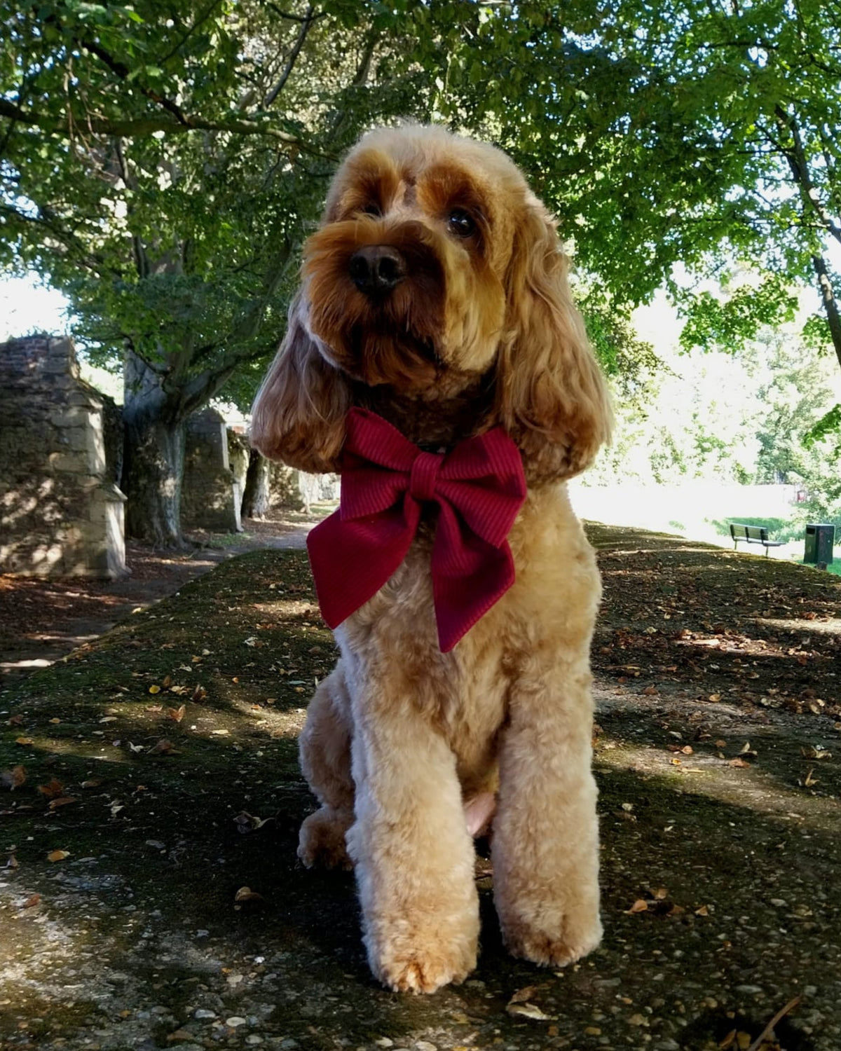 Cord & Co. - Burgundy Sailor Bow