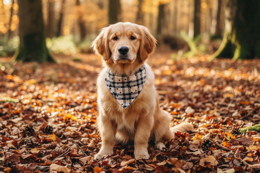 Heritage Hound Bandana - LOVE Heart Plaid