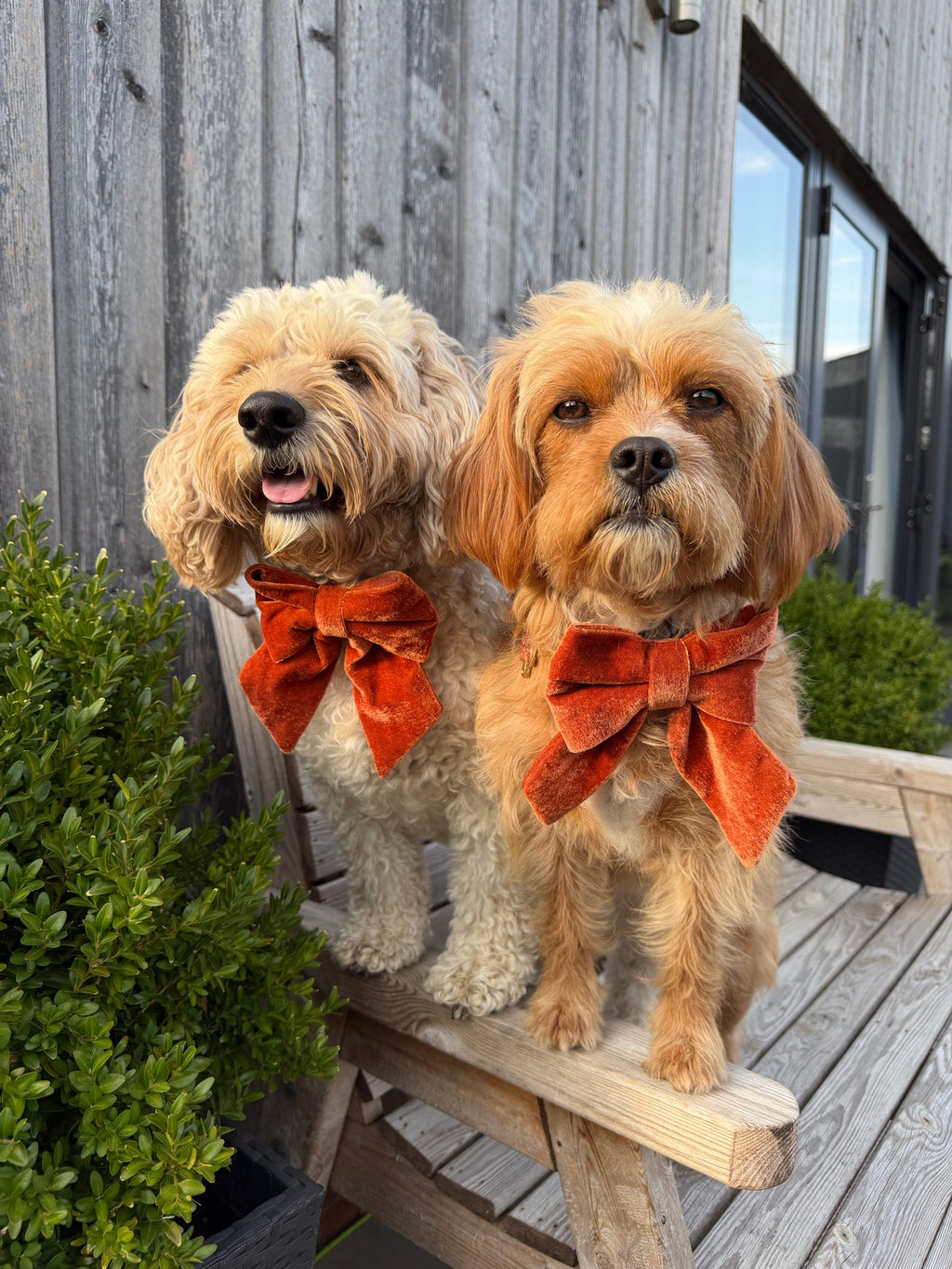Social Season - Luxe Rust Velvet Sailor Bow