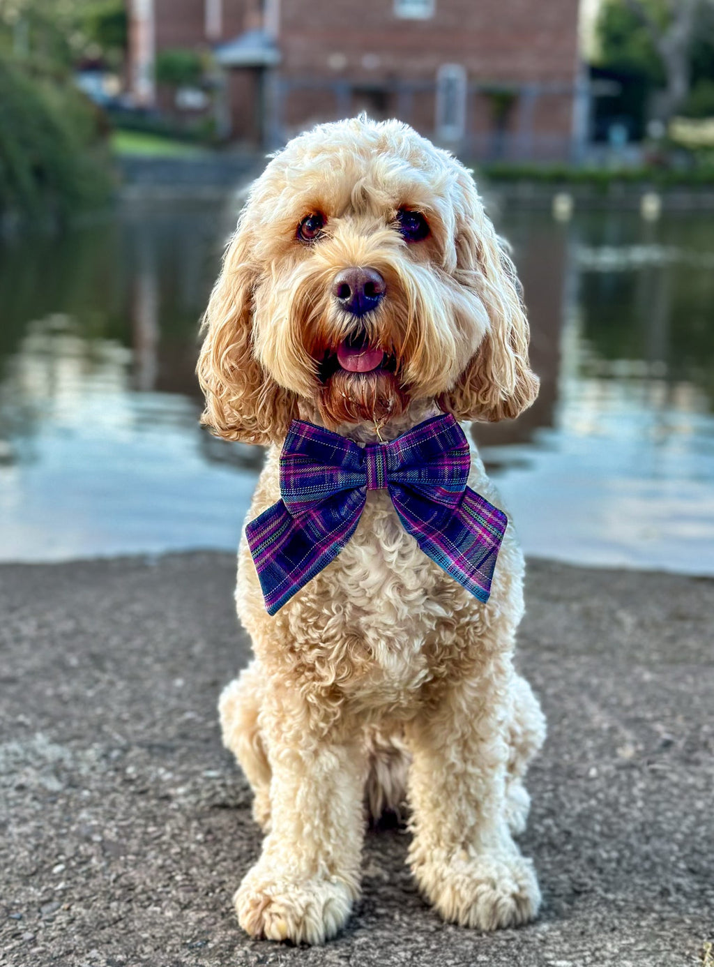 Heritage Hound Sailor Bow - Purple Plaid