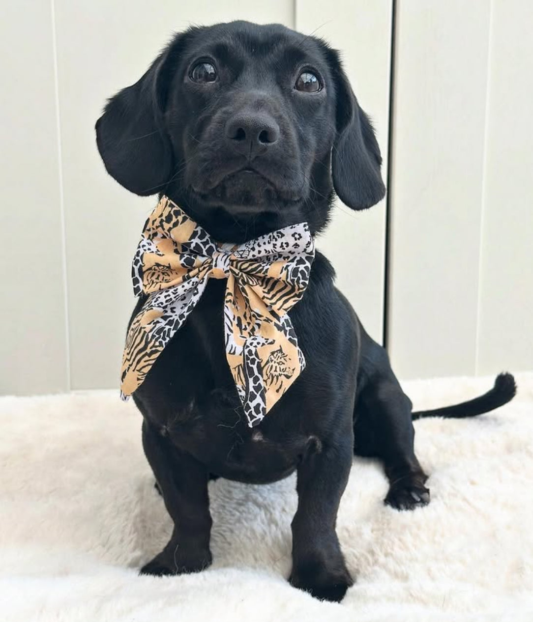 Fur-ocious Safari Sailor Bow