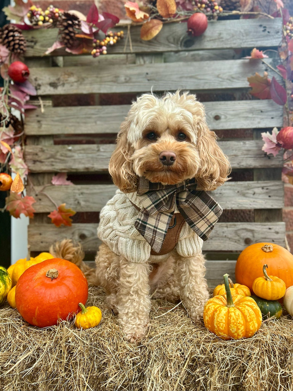 Heritage Hound Sailor Bow - Brown Plaid