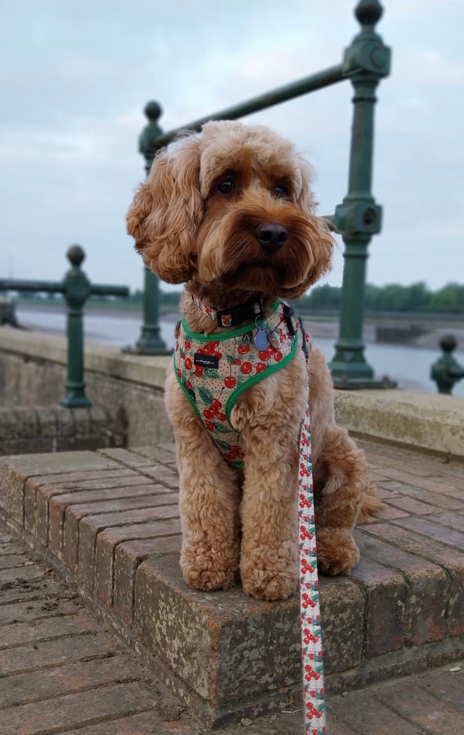 Cherry Christmas Adjustable Neck Harness