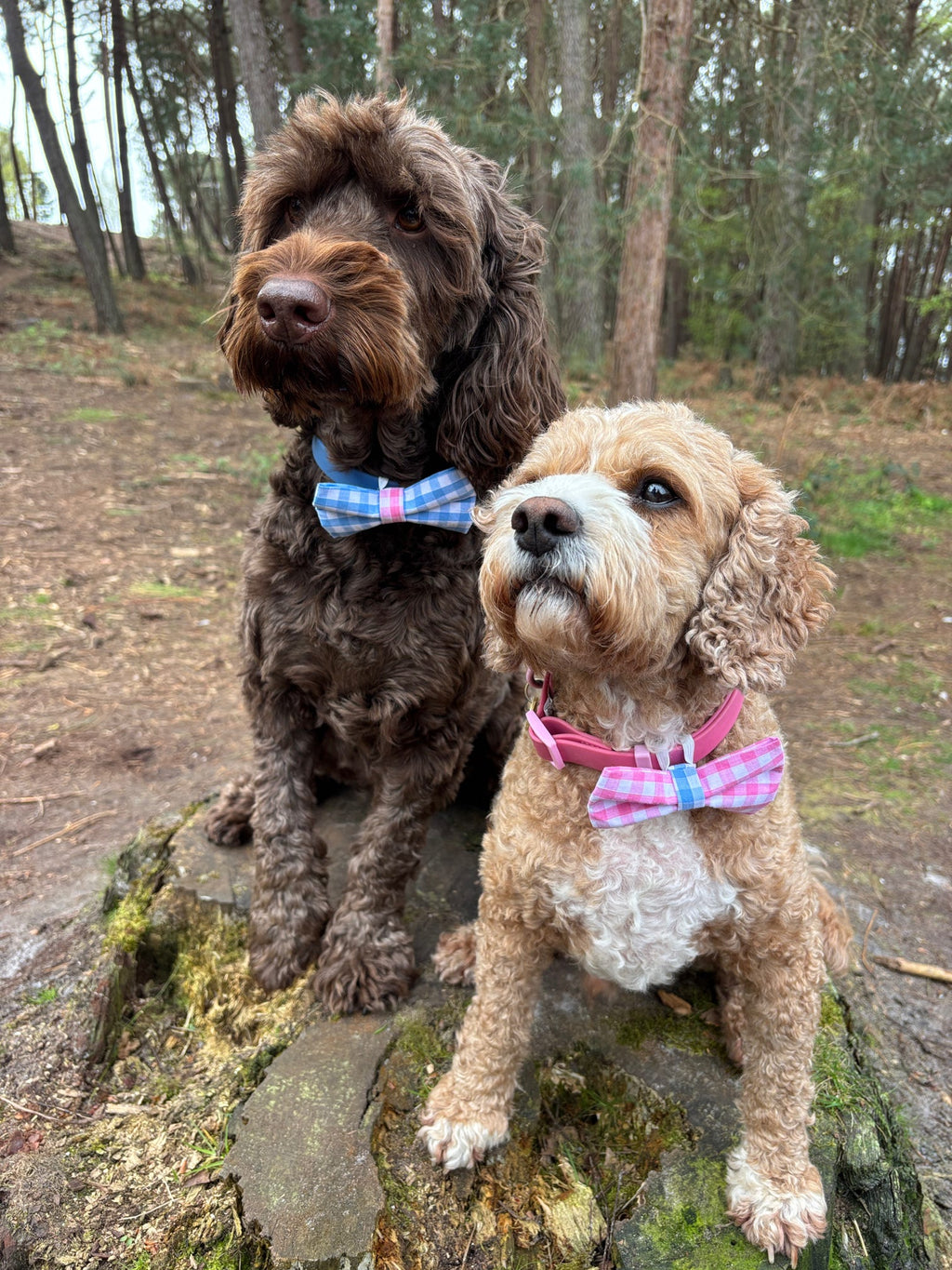 Picnic Pals - Traditional Gingham Bow Ties