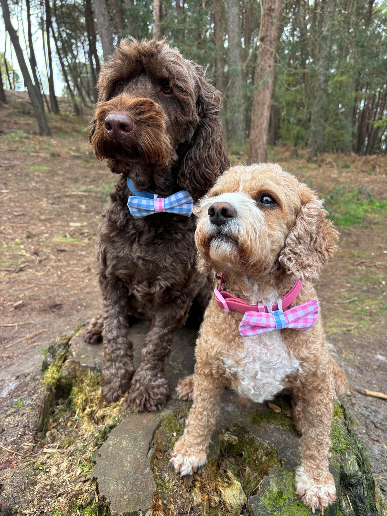 Picnic Pals Traditional Gingham Bow Ties