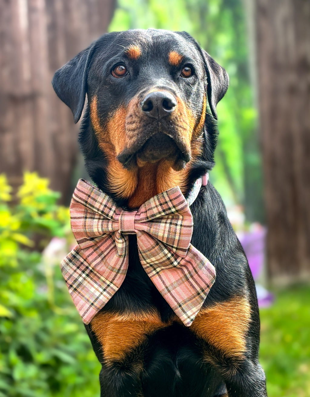 Heritage Hound Sailor Bow - Pink Plaid