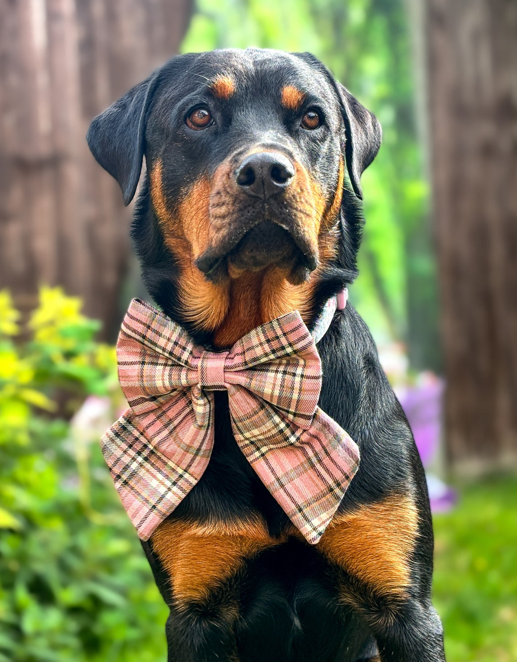 Heritage Hound Sailor Bow - Pink Plaid