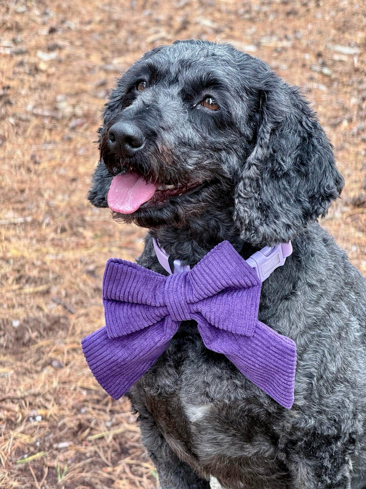 Cord & Co. - Purple Sailor Bow