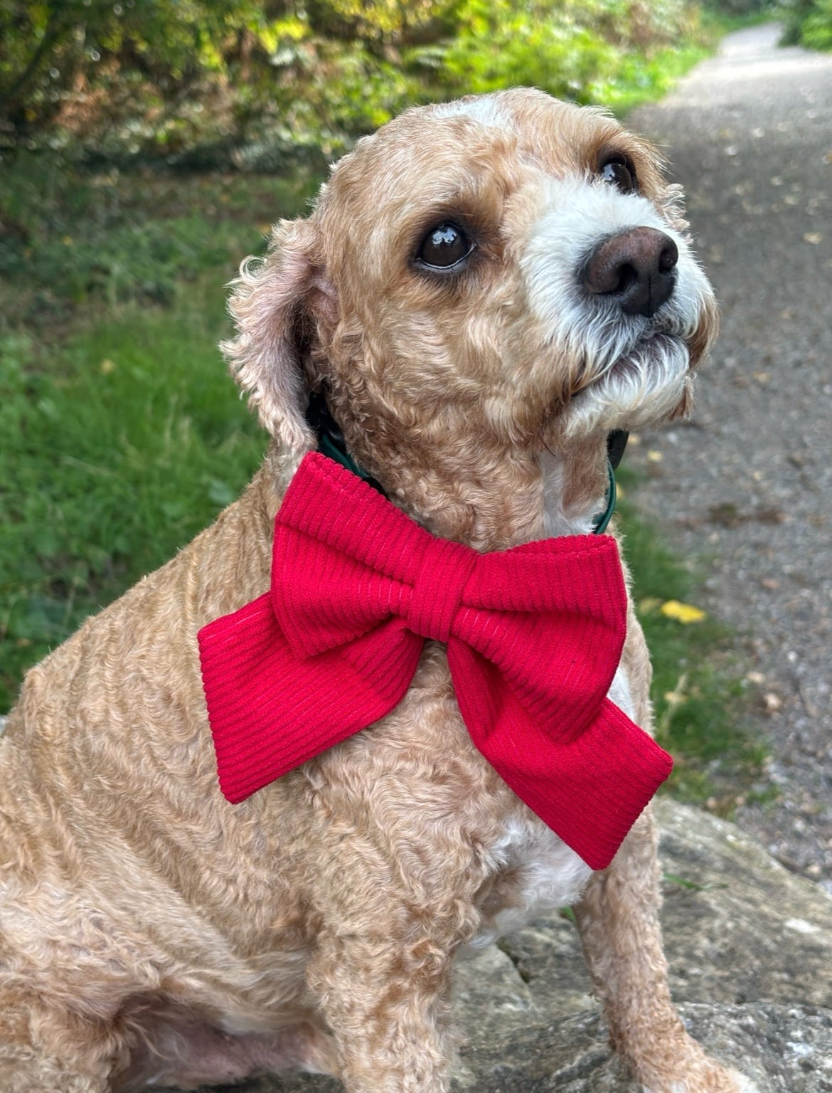 Cord & Co. - Burnt Red Sailor Bow